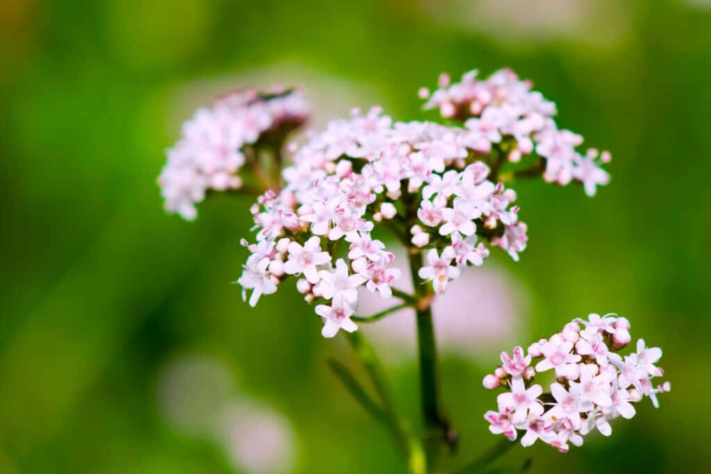 Valerian for sleep